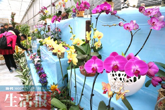 迎春花卉 南宁 名贵花卉 花卉品种