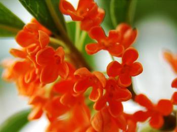 桂花品种