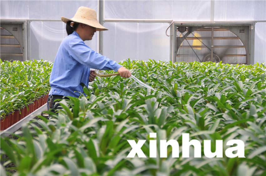 8月19日，三峡苗圃研究中心育苗荫棚中，工作人员对中心引种的植物进行灌溉。