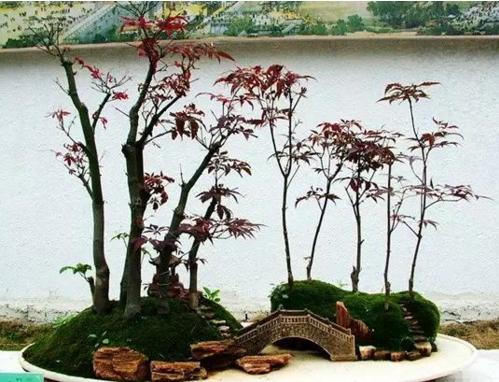 盆景七大类，你都知道吗？