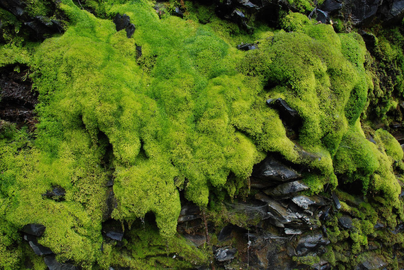 苔藓植物：植物中的“小矮人”