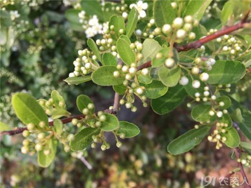 火棘：既能入药又能充饥的植物