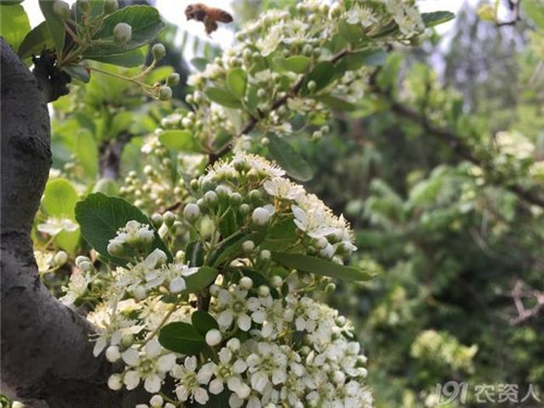 火棘：既能入药又能充饥的植物