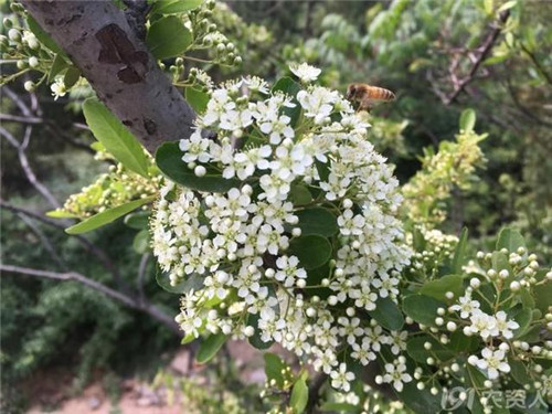 火棘：既能入药又能充饥的植物