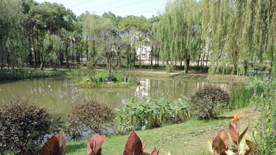 上海首个“雨水花园”建成 当地小气候改善