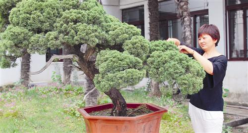 枝叶人生—寻访盆景制作达人郑小平
