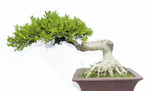 枝叶人生—寻访盆景制作达人郑小平