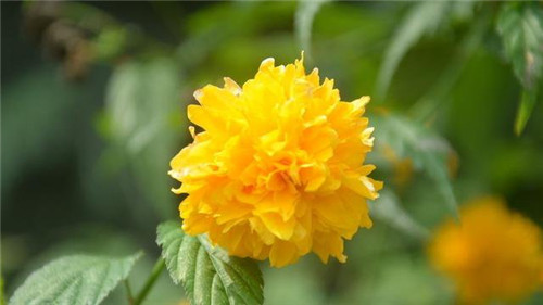 美丽的园林花镜常用植物