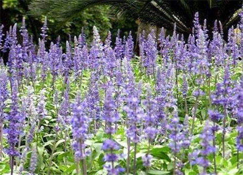 美丽的园林花镜常用植物