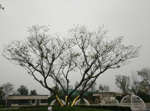 园冶杯专业奖：济南万科龙湖城市之光施工