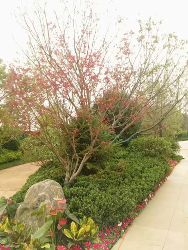 园冶杯专业奖：济南万科龙湖城市之光施工