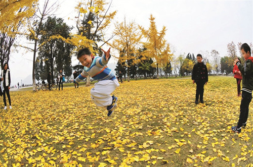 “落叶不扫”背后的考量