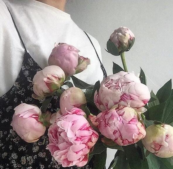 高海拔芍药鲜切花栽培技术