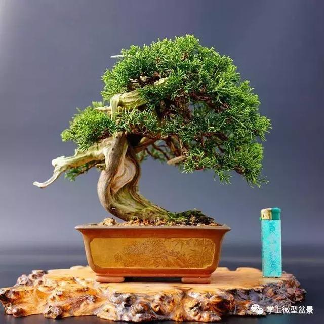 盆景上盆后长得慢，有让枝干增粗的好办法吗